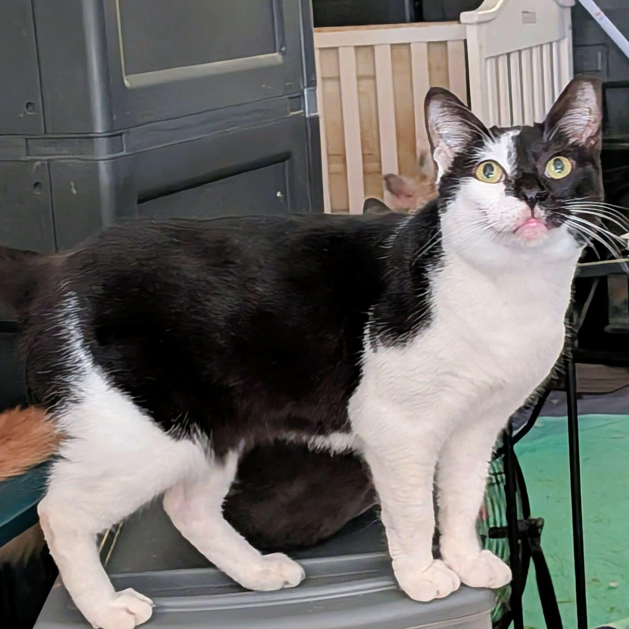 MILEY, ADOPTABLE, Adult Female Domestic Short Hair.