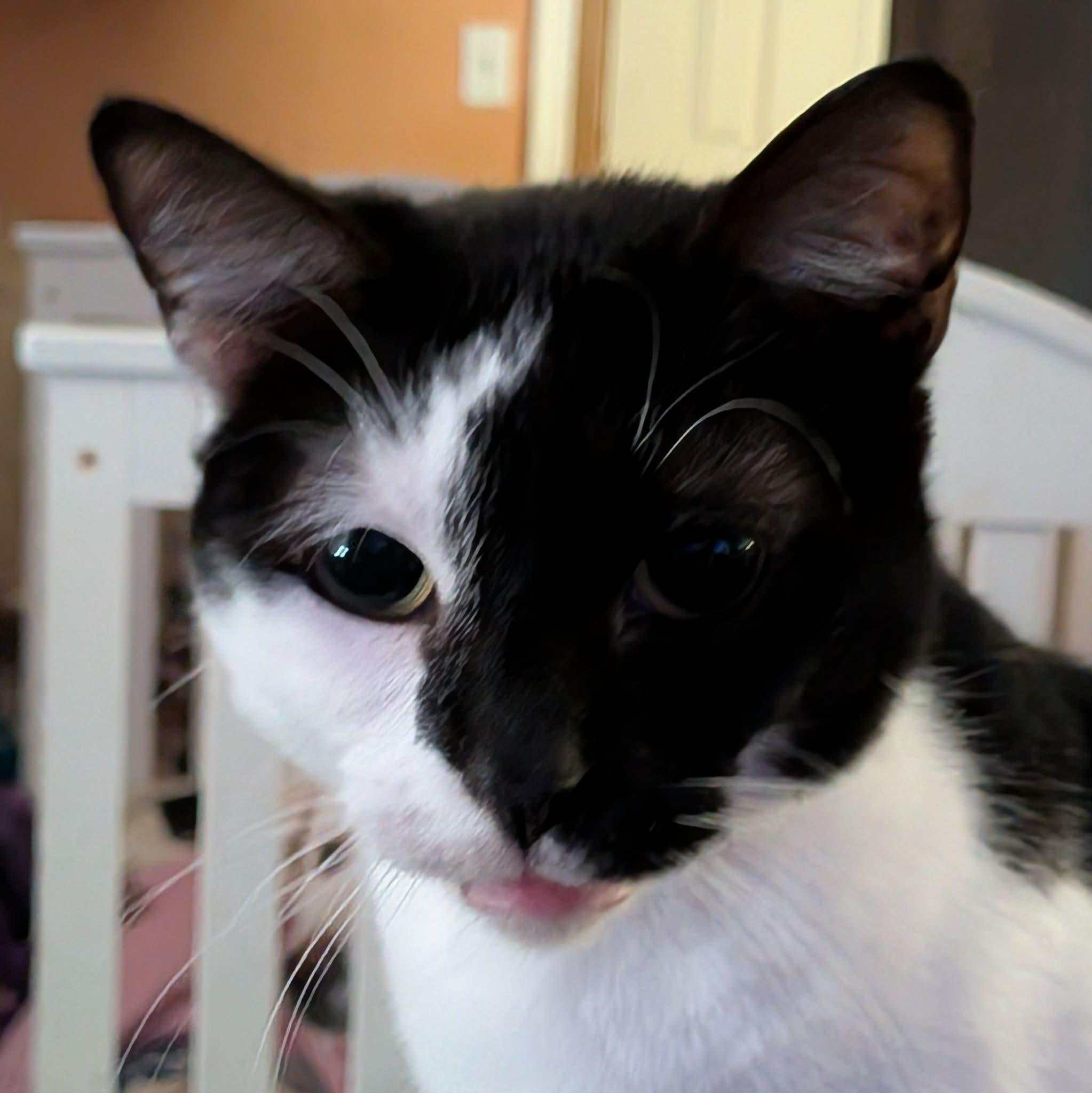 Enlarge MILEY, a ADOPTABLE mixed breed in ROWLETT, TX image 5/6