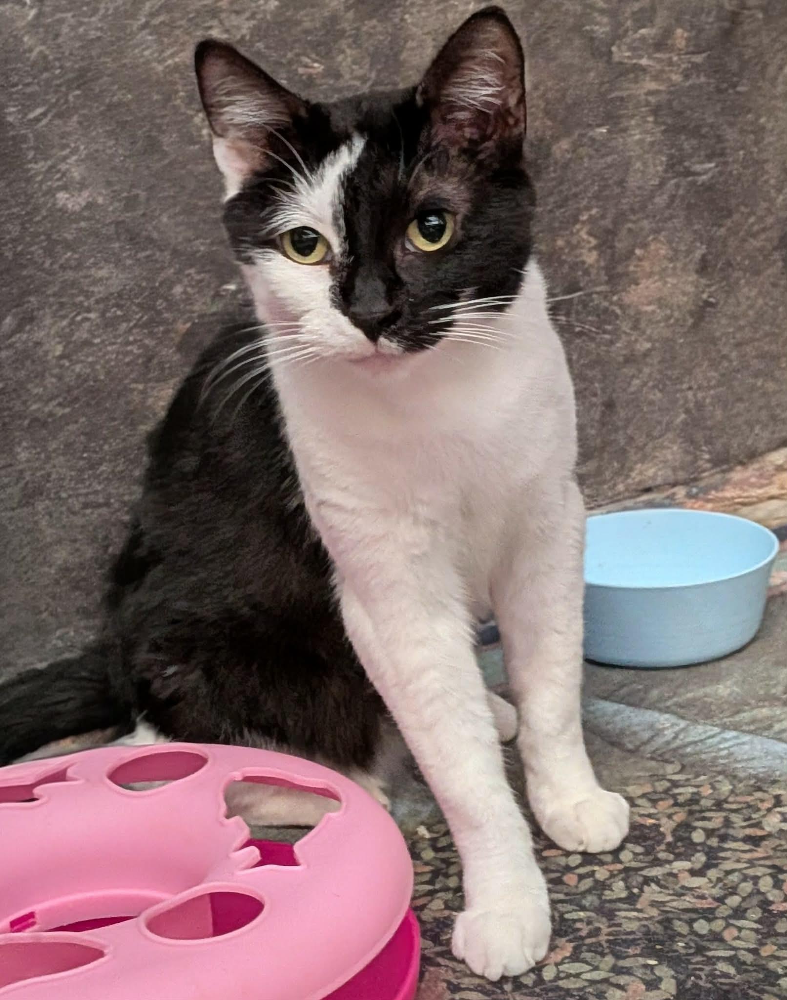 Enlarge MILEY, a ADOPTABLE mixed breed in ROWLETT, TX image 6/6