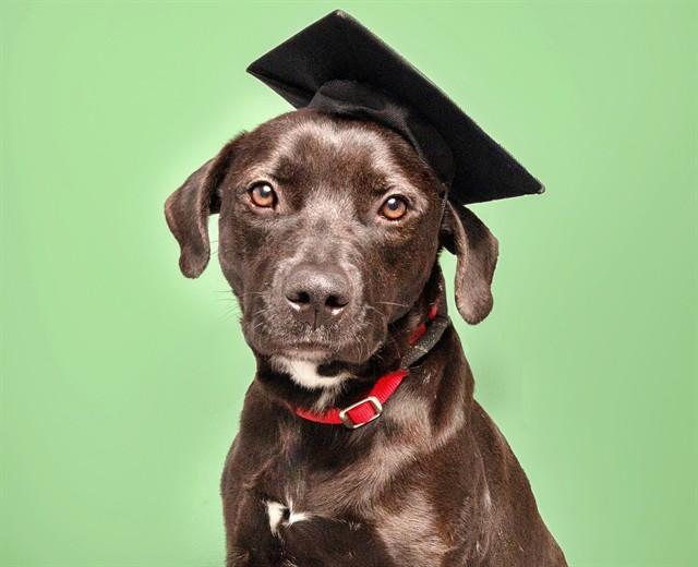 TROOPER, Adoptable, Adult Male Pit Bull Terrier.