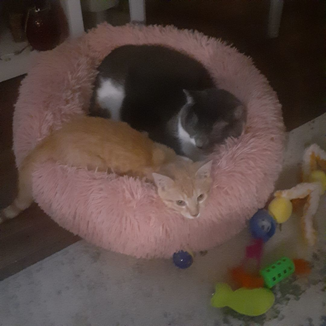 Simba 2