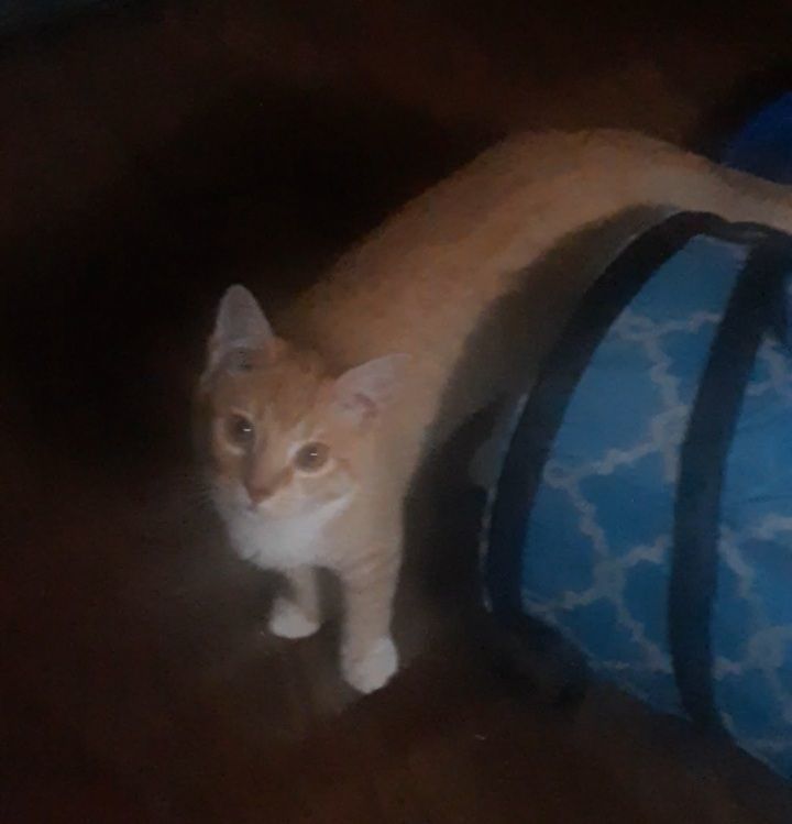 Simba