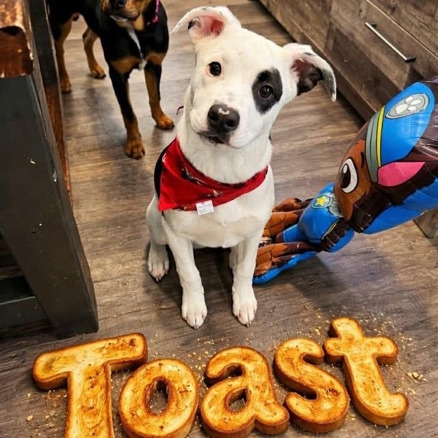 Enlarge Toast (20260312-06), an adopted mixed breed in Beamsville, ON image 4/5