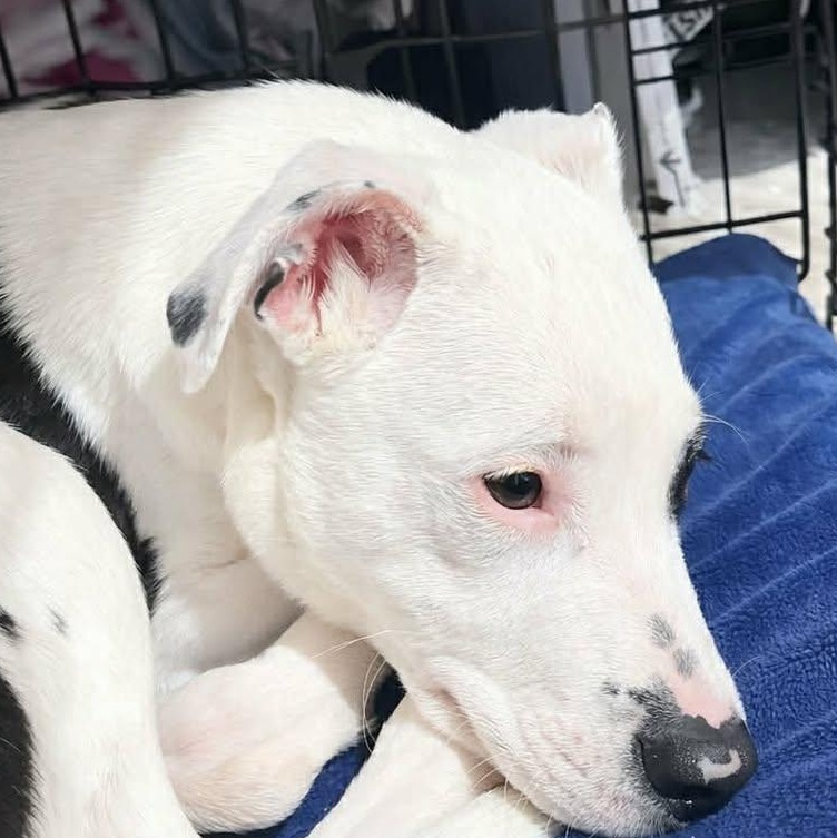 Enlarge Toast (20260312-06), an adopted mixed breed in Beamsville, ON image 2/5