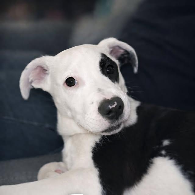 Enlarge Toast (20260312-06), an adopted mixed breed in Beamsville, ON image 5/5