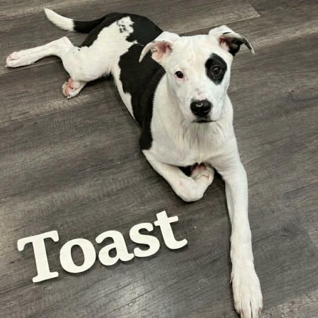 Enlarge Toast (20260312-06), an adopted mixed breed in Beamsville, ON image 3/5