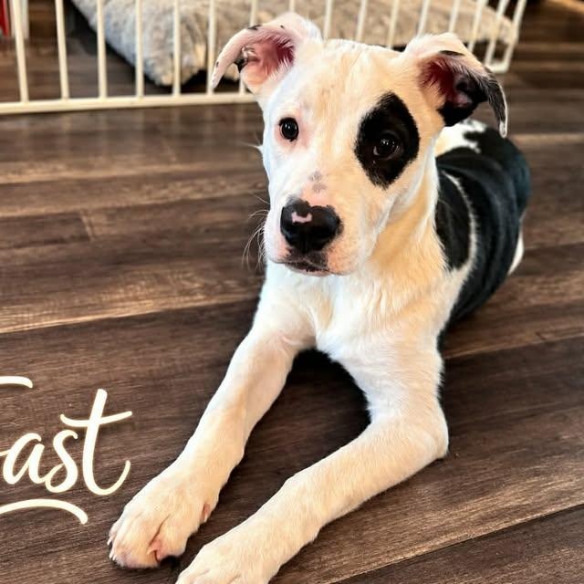 Enlarge Toast (20260312-06), an adopted mixed breed in Beamsville, ON image 1/5