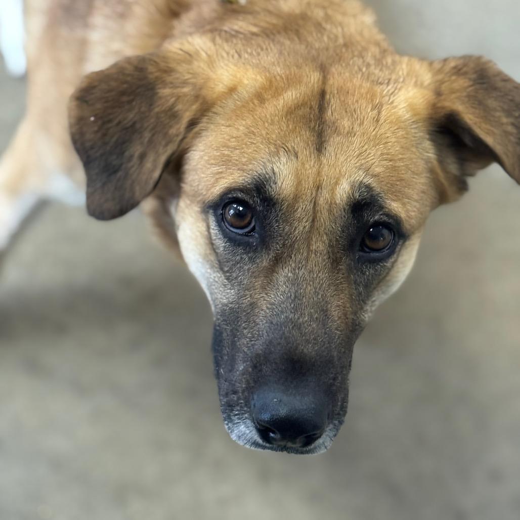 Enlarge Brook, a Adoptable German Shepherd Dog in West Plains, MO image 1/3