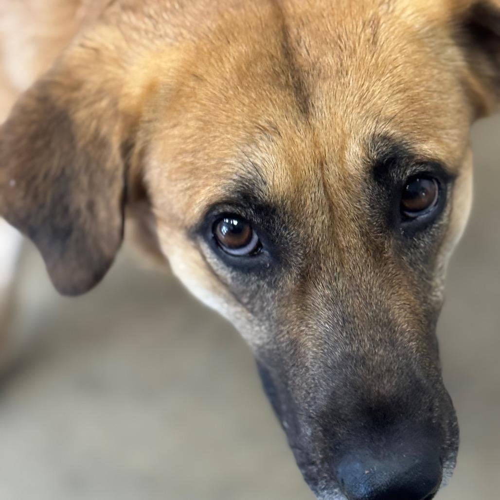 Enlarge Brook, a Adoptable German Shepherd Dog in West Plains, MO image 2/3