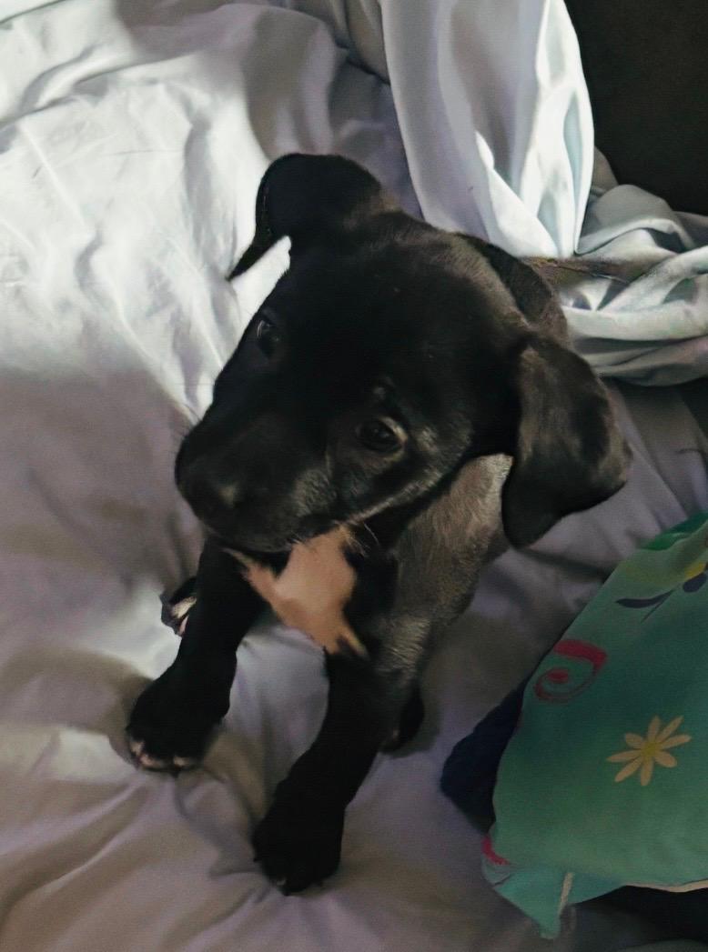Wynonna "Winnie", an adopted mixed breed in Elkhorn, WI image 4/6
