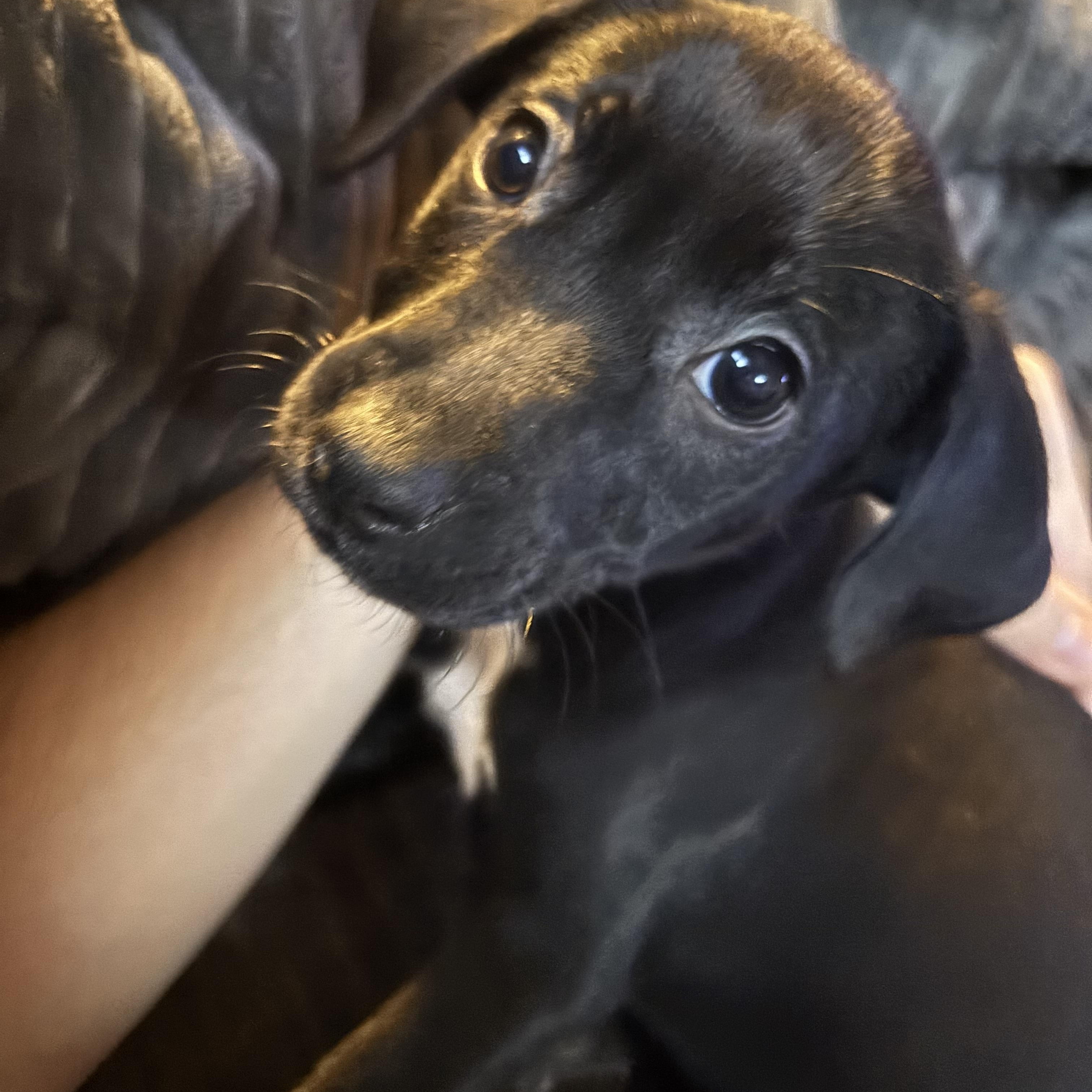 Wynonna "Winnie", an adopted mixed breed in Elkhorn, WI image 1/6
