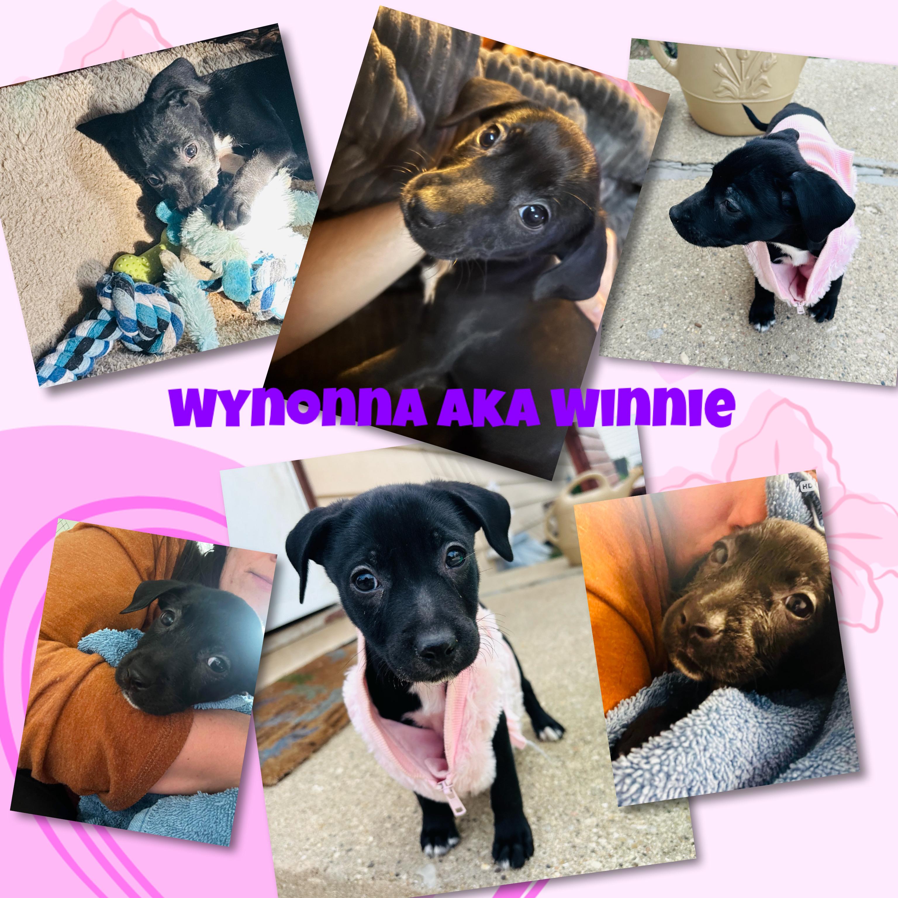 Wynonna "Winnie", an adopted mixed breed in Elkhorn, WI image 3/6