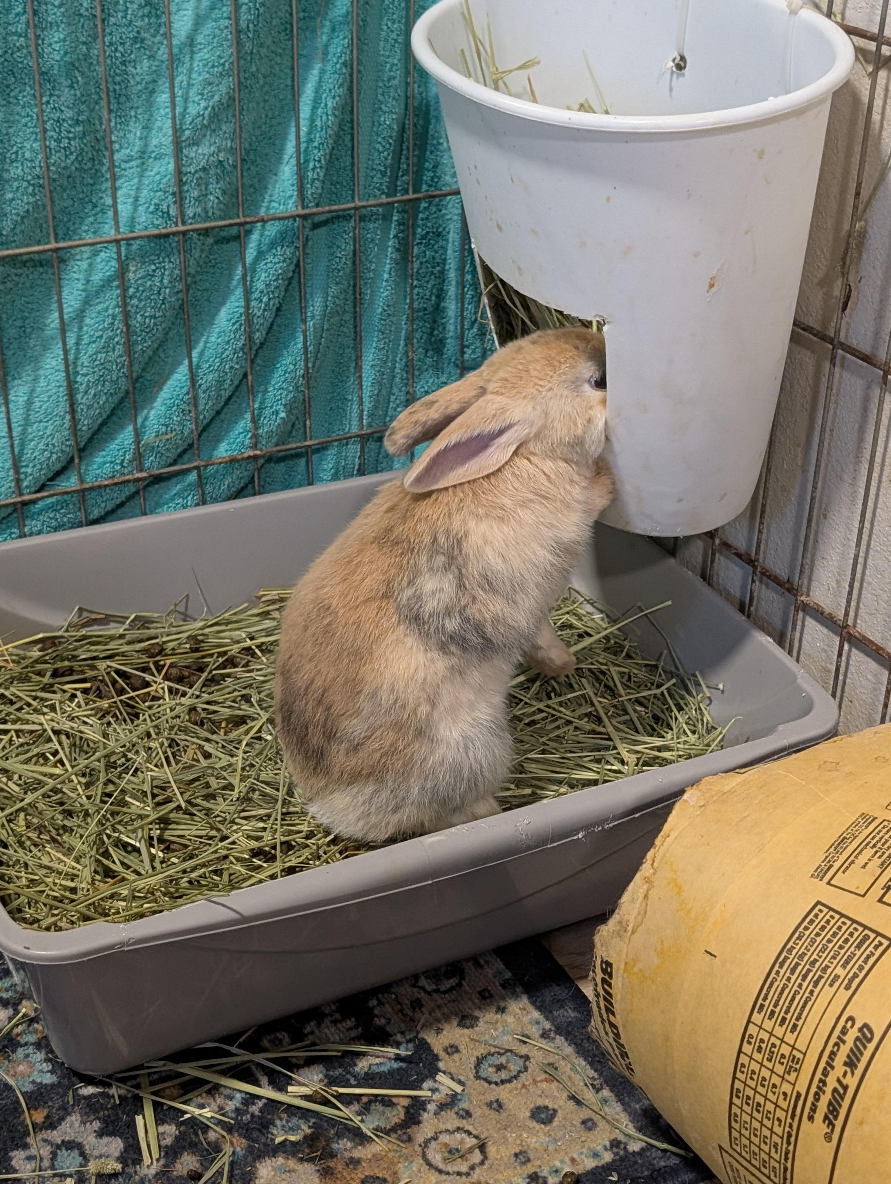 Gumdrop, an adopted Himalayan in Lake Elsinore, CA image 3/6