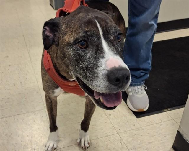 HARLEY, Adoptable, Senior Male Boxer & Mixed Breed.