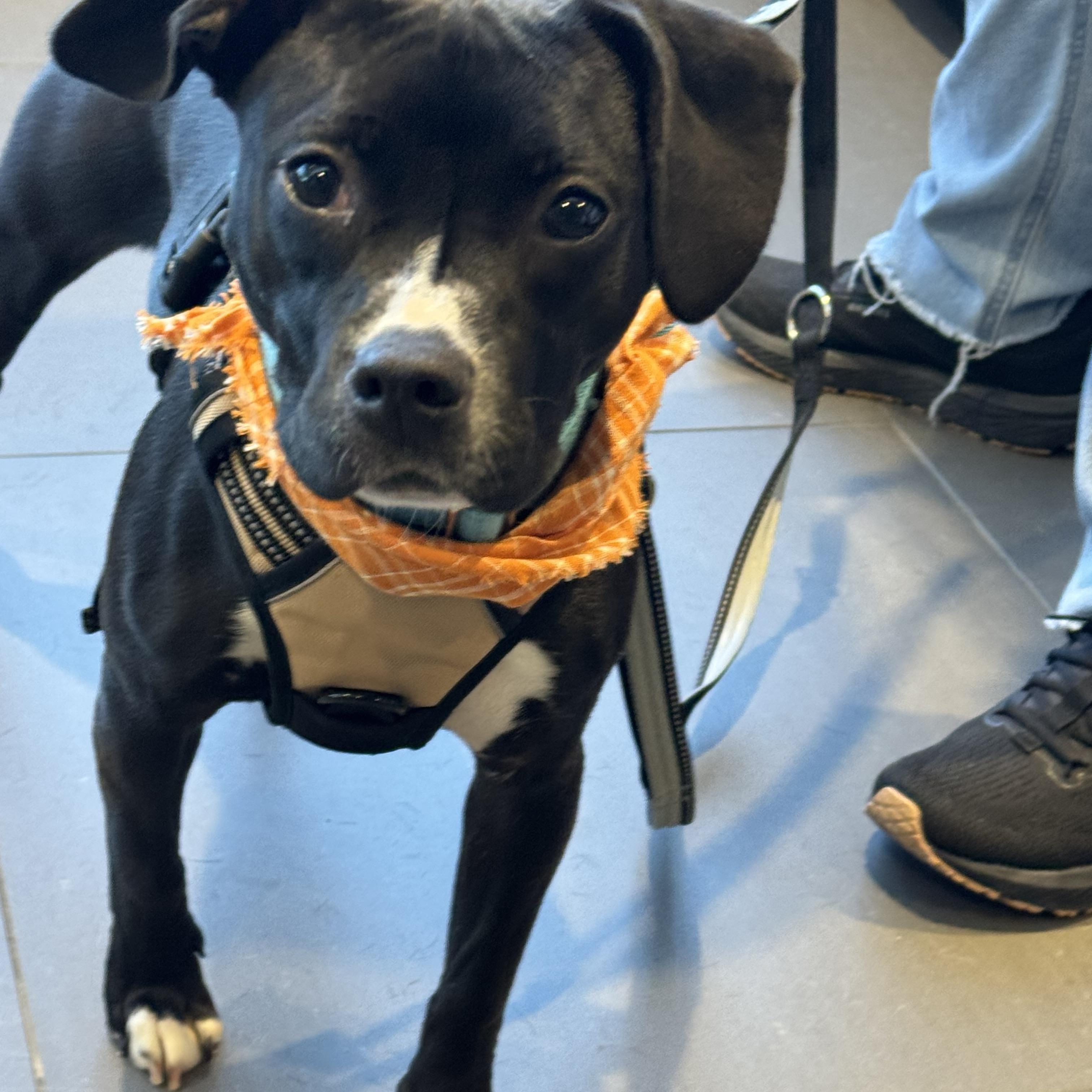 Leia, a Adoptable mixed breed image 4/6