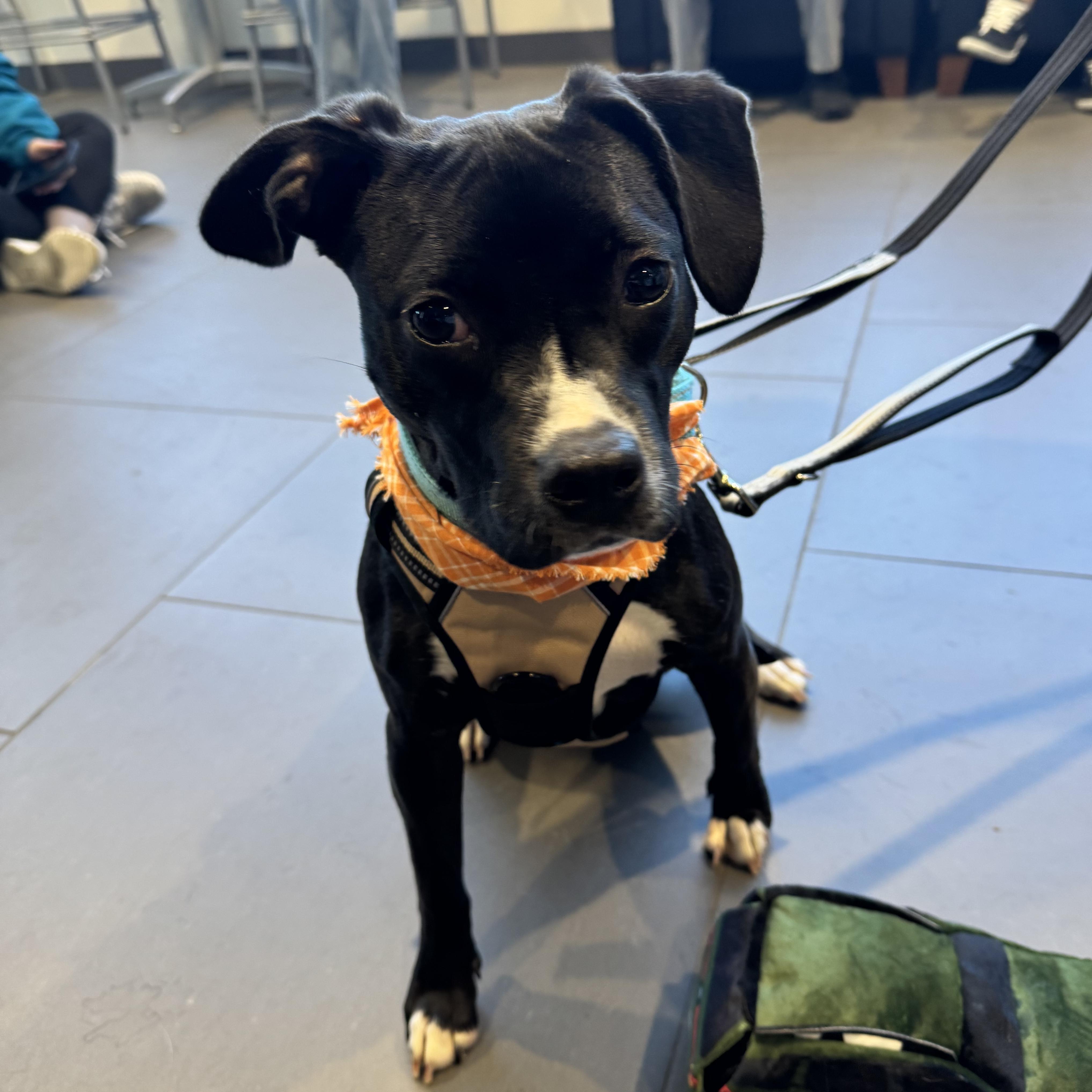 Leia, a Adoptable mixed breed image 6/6