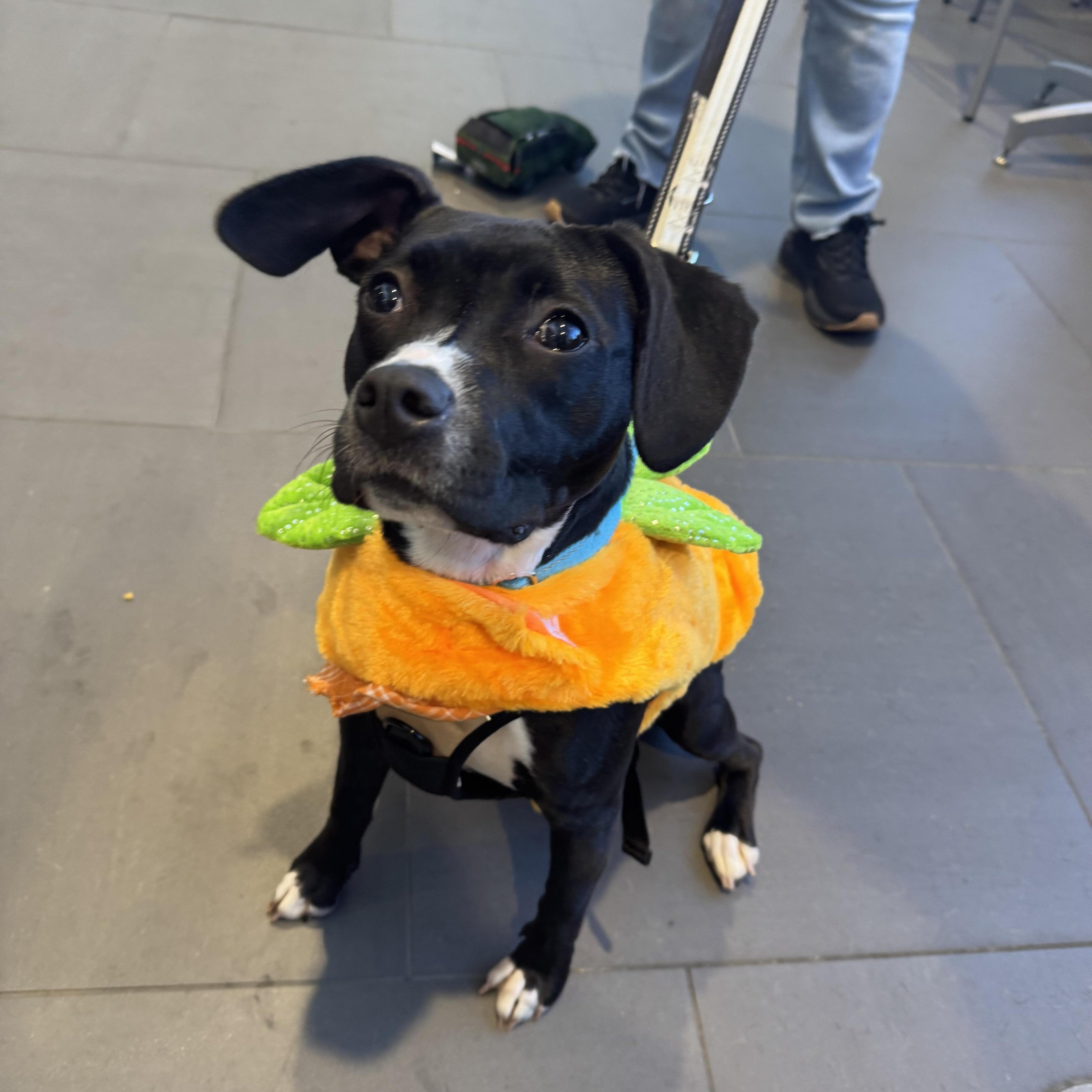 Leia, Adoptable, Puppy Female American Staffordshire Terrier & Beagle.