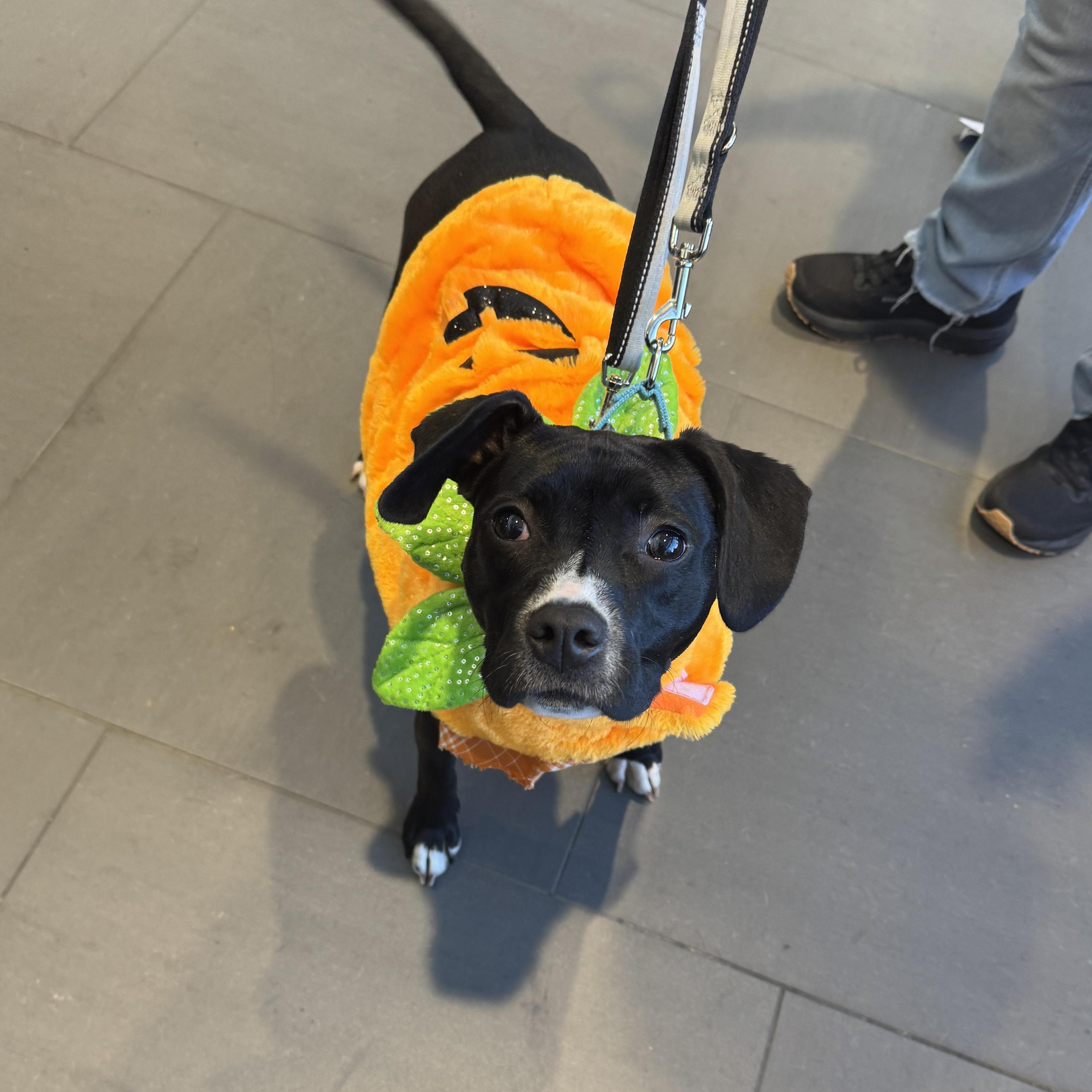 Leia, a Adoptable mixed breed image 3/6