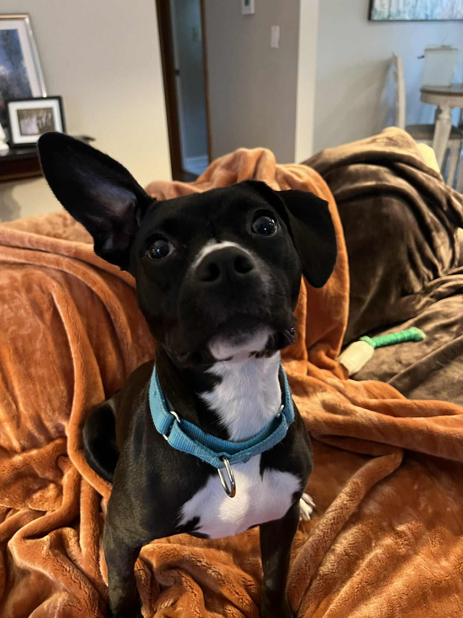 Leia, a Adoptable mixed breed image 5/6