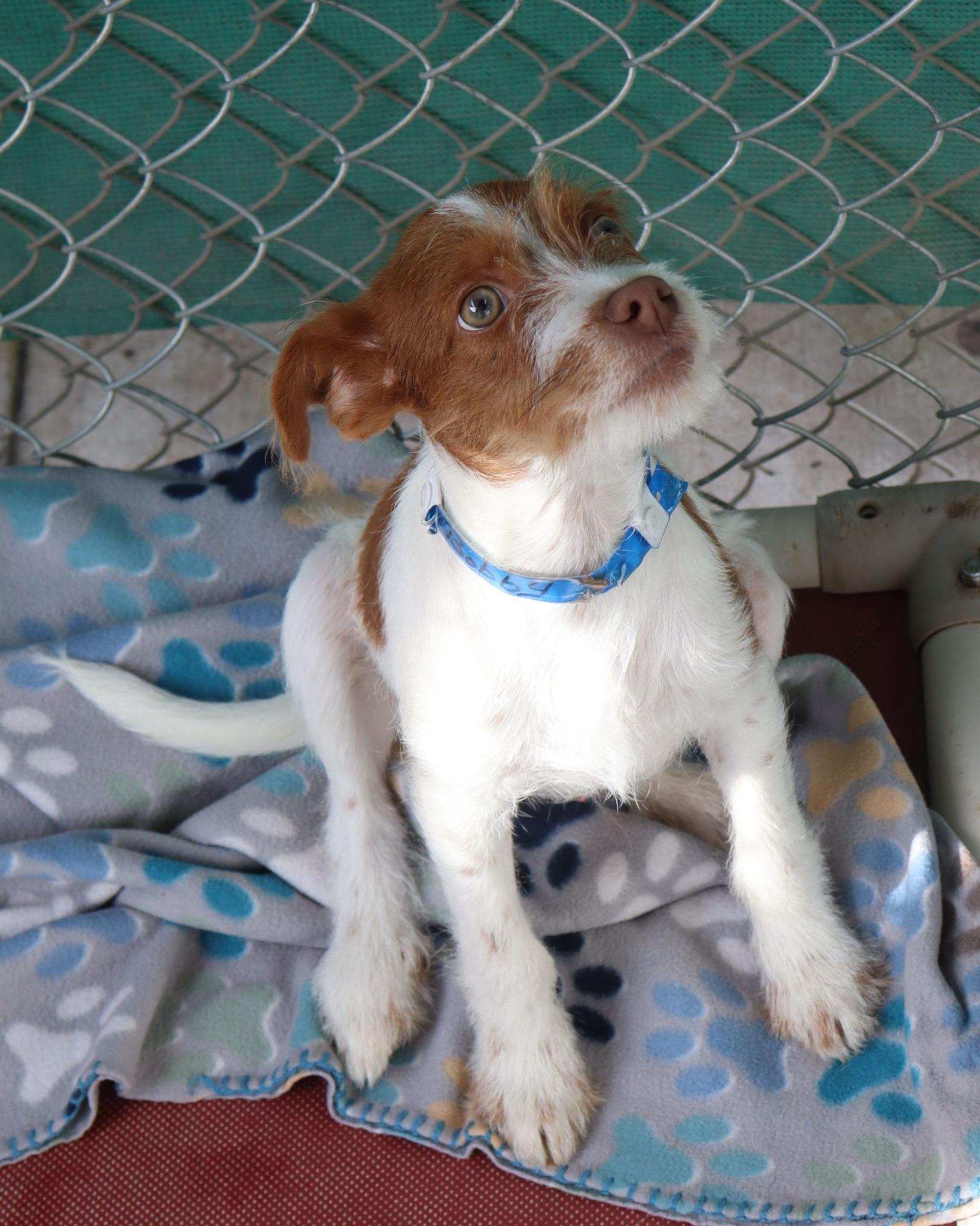 BABY BOBBY , an adopted mixed breed in Fresno, CA image 2/3
