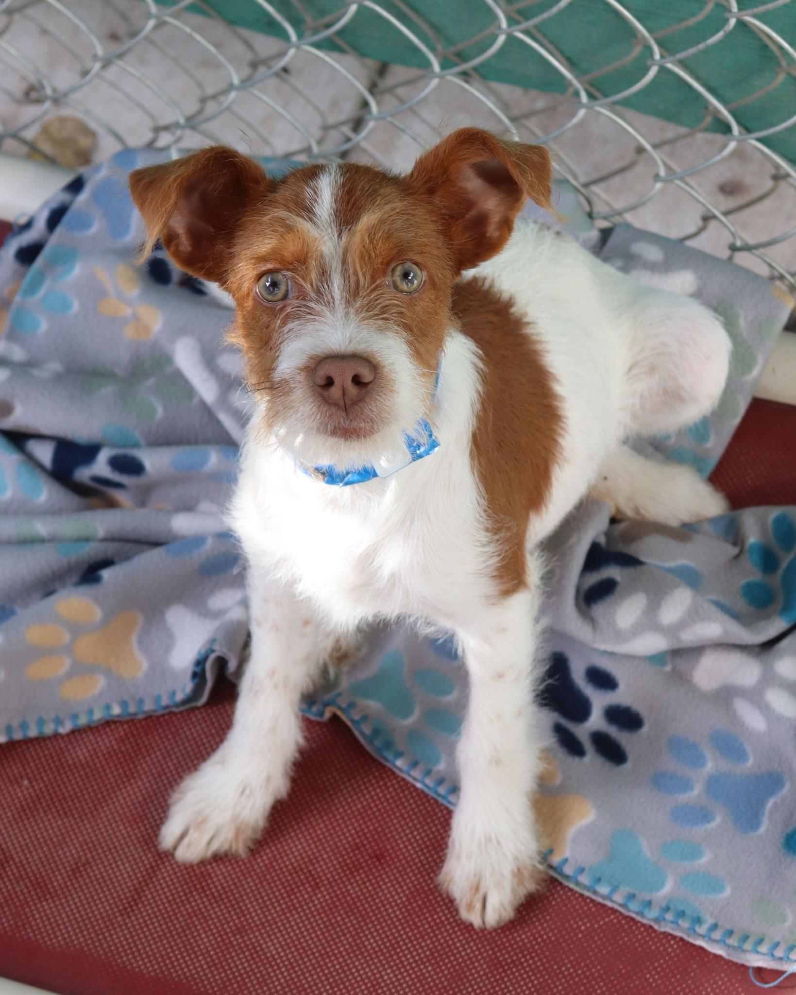 BABY BOBBY , adopted, Puppy Male Terrier.