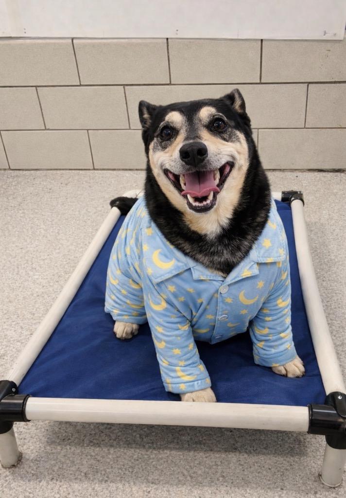 Walter, Adoptable, Senior Male Dachshund.