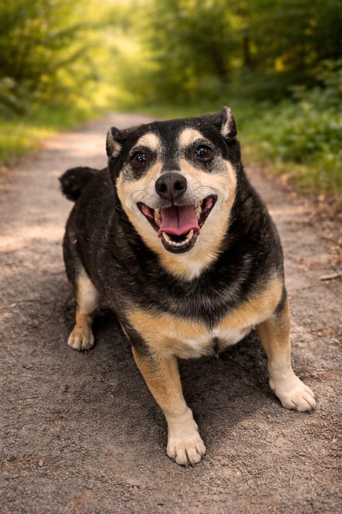 Enlarge Walter, a Adoptable mixed breed in Detroit, MI image 2/2