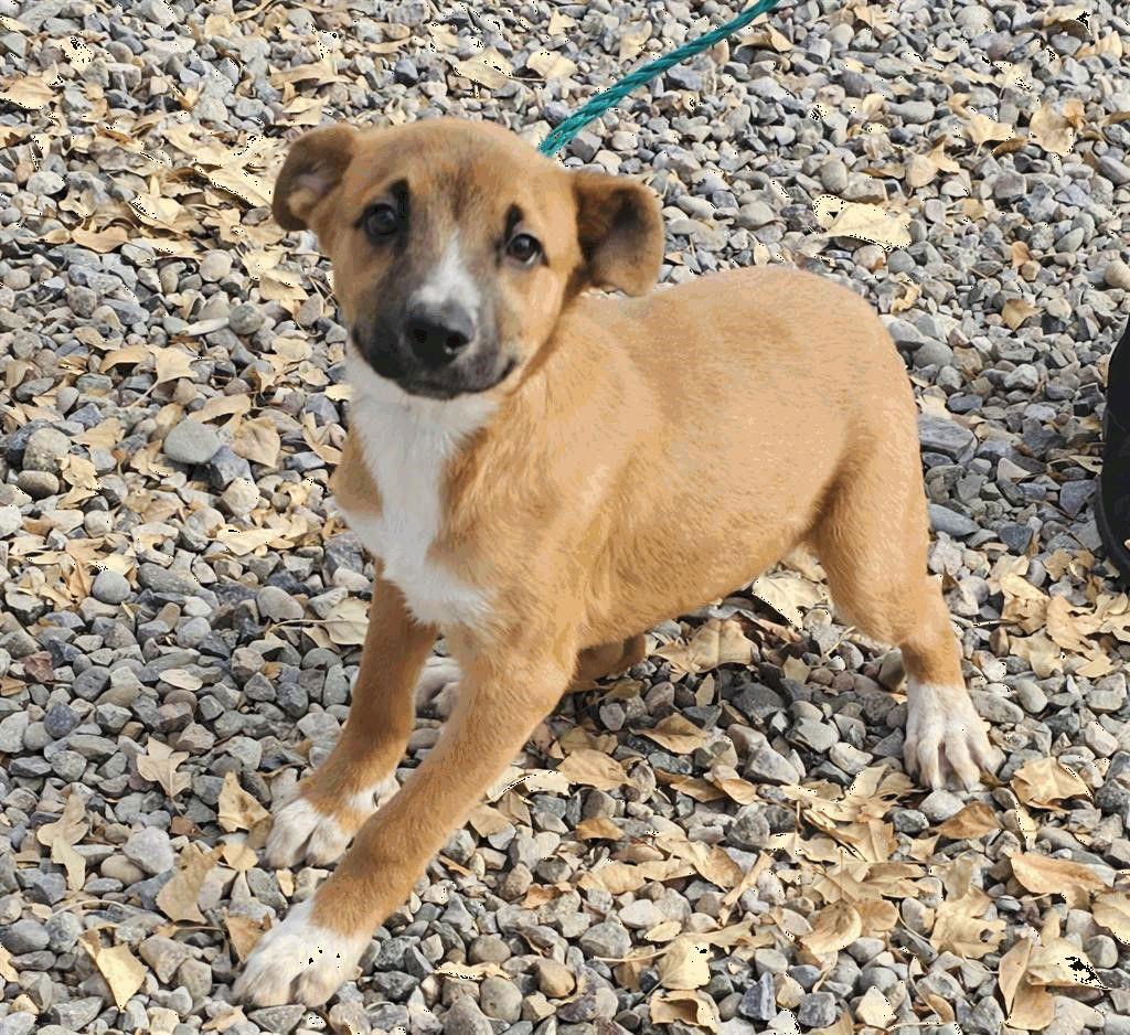 Pumpkin, Adoptable, Puppy Female Australian Shepherd & Sheep Dog.