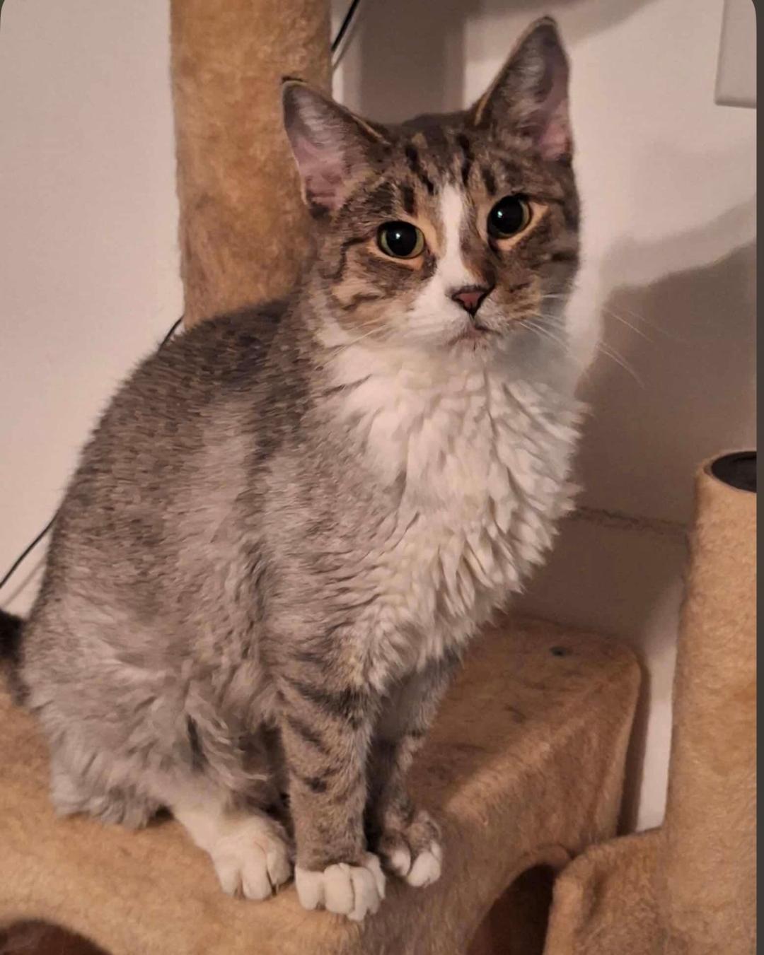 Enlarge Leah, a ADOPTABLE Domestic Medium Hair in Granite City, IL image 1/1