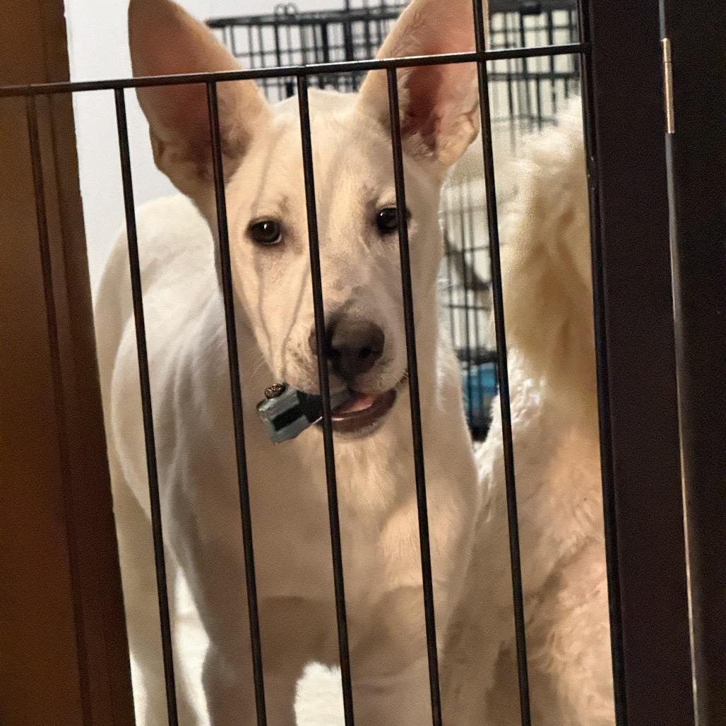 Mamacita, Adoptable, Puppy Female Shepherd & Mixed Breed.