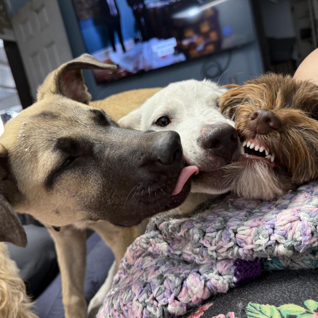 Enlarge Mamacita, a Adoptable mixed breed in Nampa, ID image 2/6