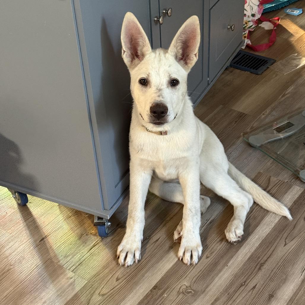 Enlarge Mamacita, a Adoptable mixed breed in Nampa, ID image 3/6