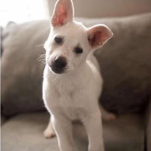 Enlarge Mamacita, a Adoptable mixed breed in Nampa, ID image 4/6