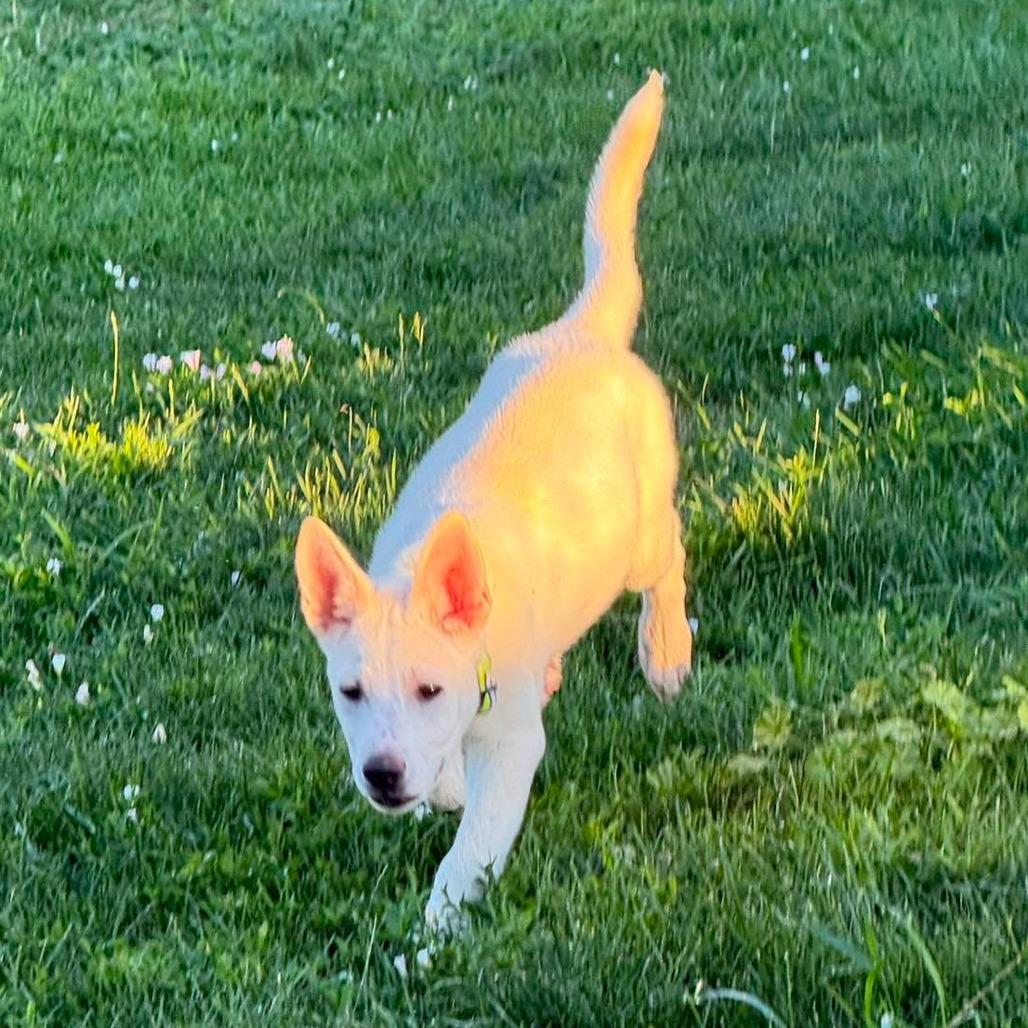 Enlarge Mamacita, a Adoptable mixed breed in Nampa, ID image 5/6