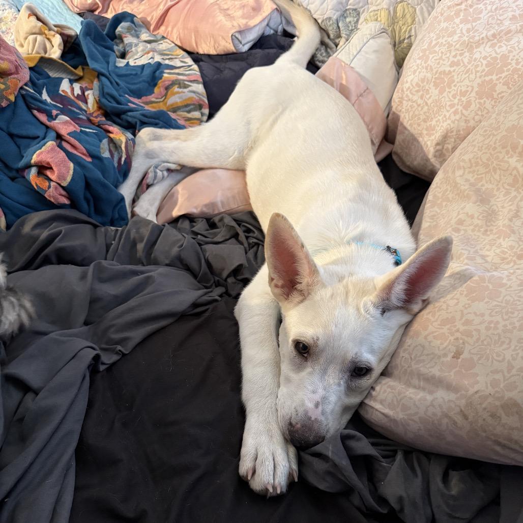 Enlarge Mamacita, a Adoptable mixed breed in Nampa, ID image 6/6
