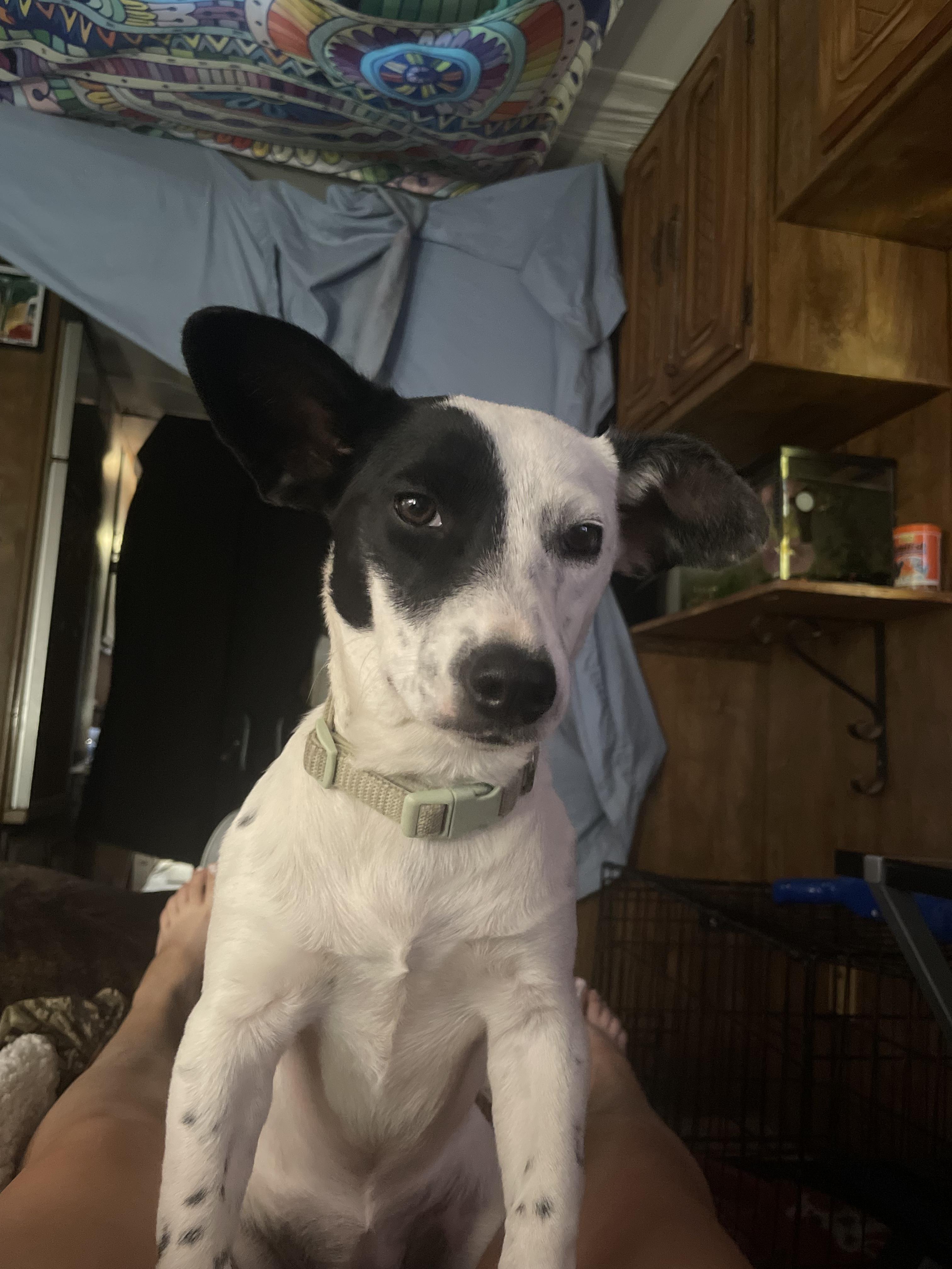 Pepper, a ADOPTABLE Chiweenie in Tonopah, AZ image 3/4