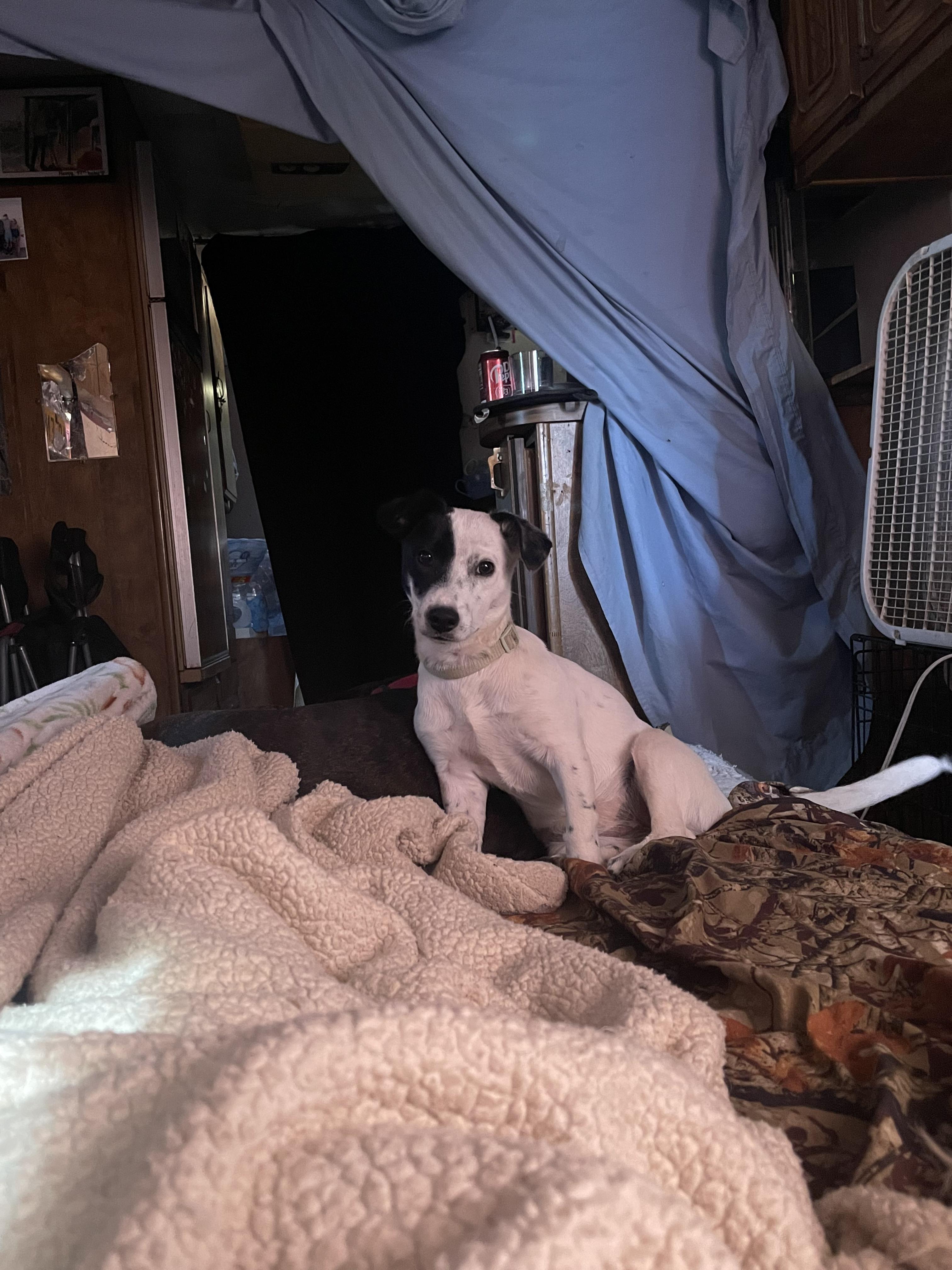 Pepper, ADOPTABLE, Young Female Chiweenie.