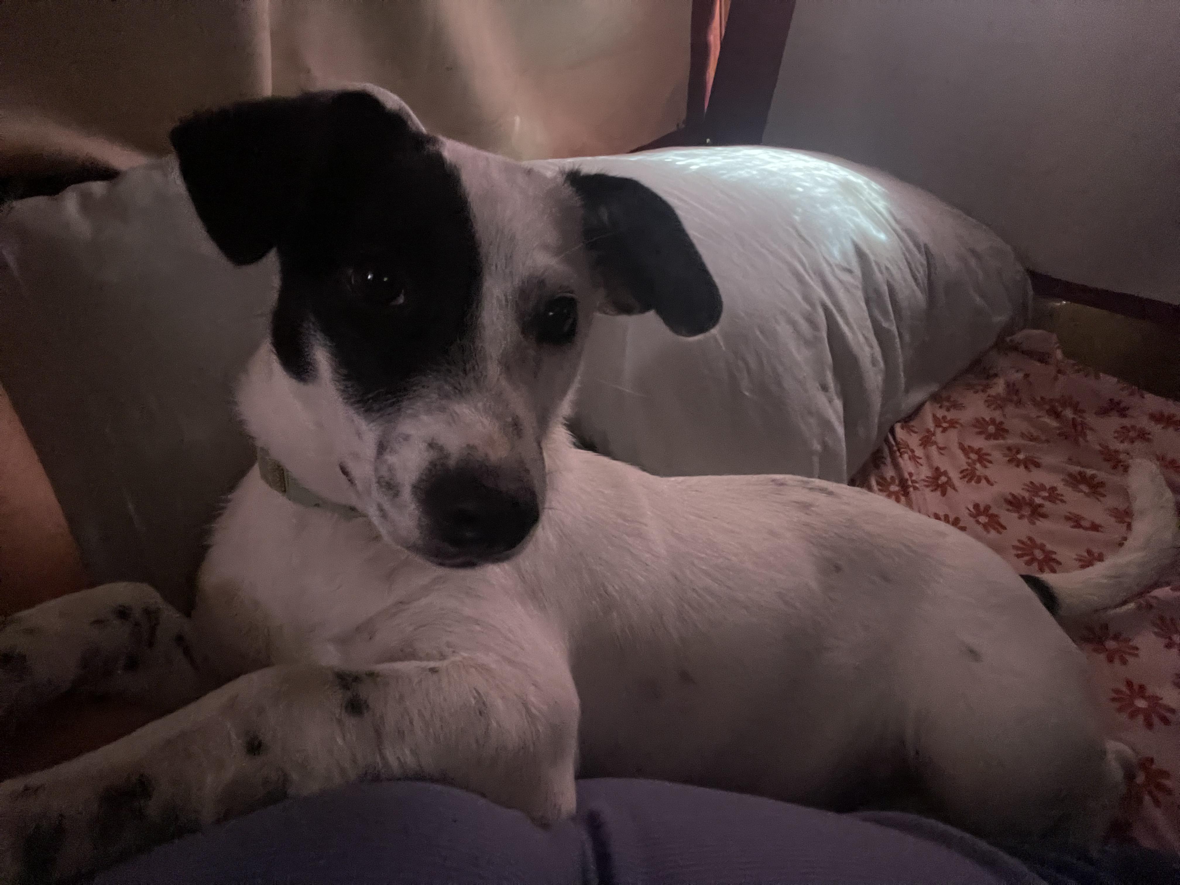 Pepper, a ADOPTABLE Chiweenie in Tonopah, AZ image 2/4