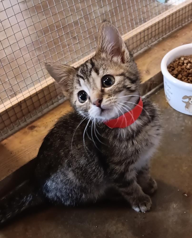 Frank, a Adoptable mixed breed in Challis, ID image 1/2