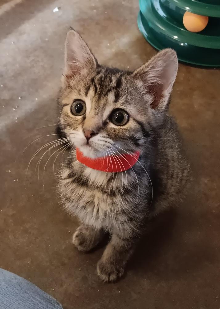 Frank, a Adoptable mixed breed in Challis, ID image 2/2