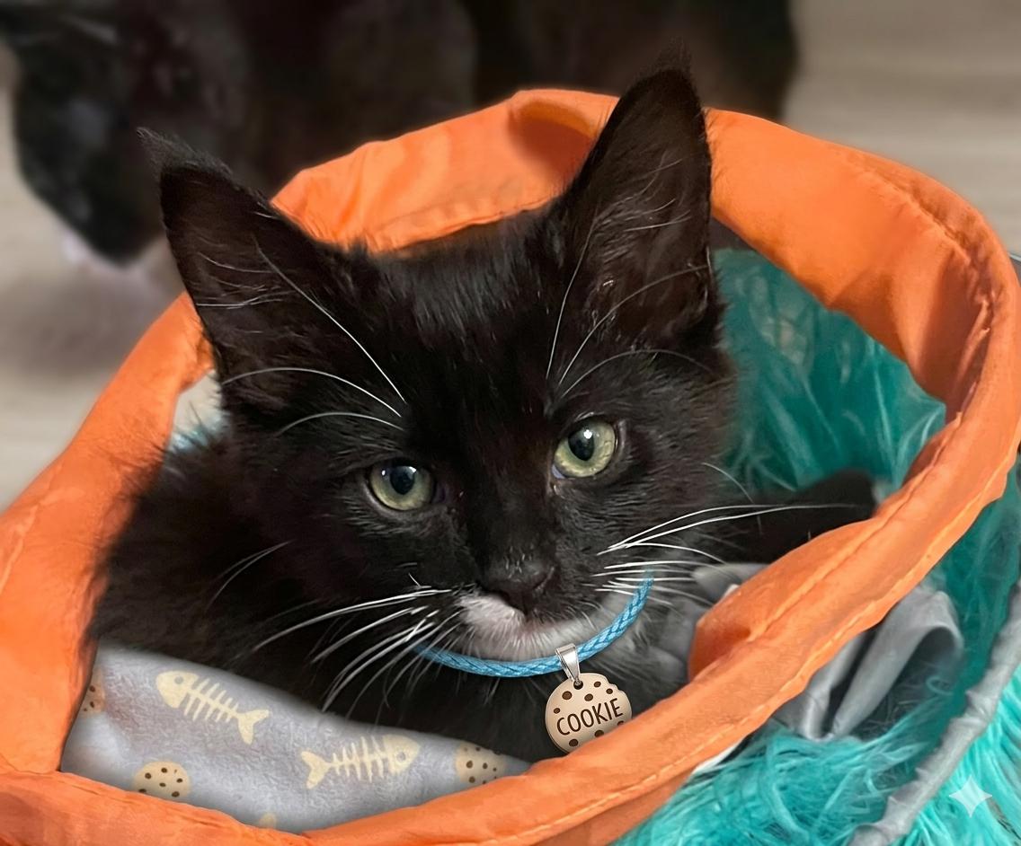 COOKIE, Adoptable, Kitten Female Tuxedo.