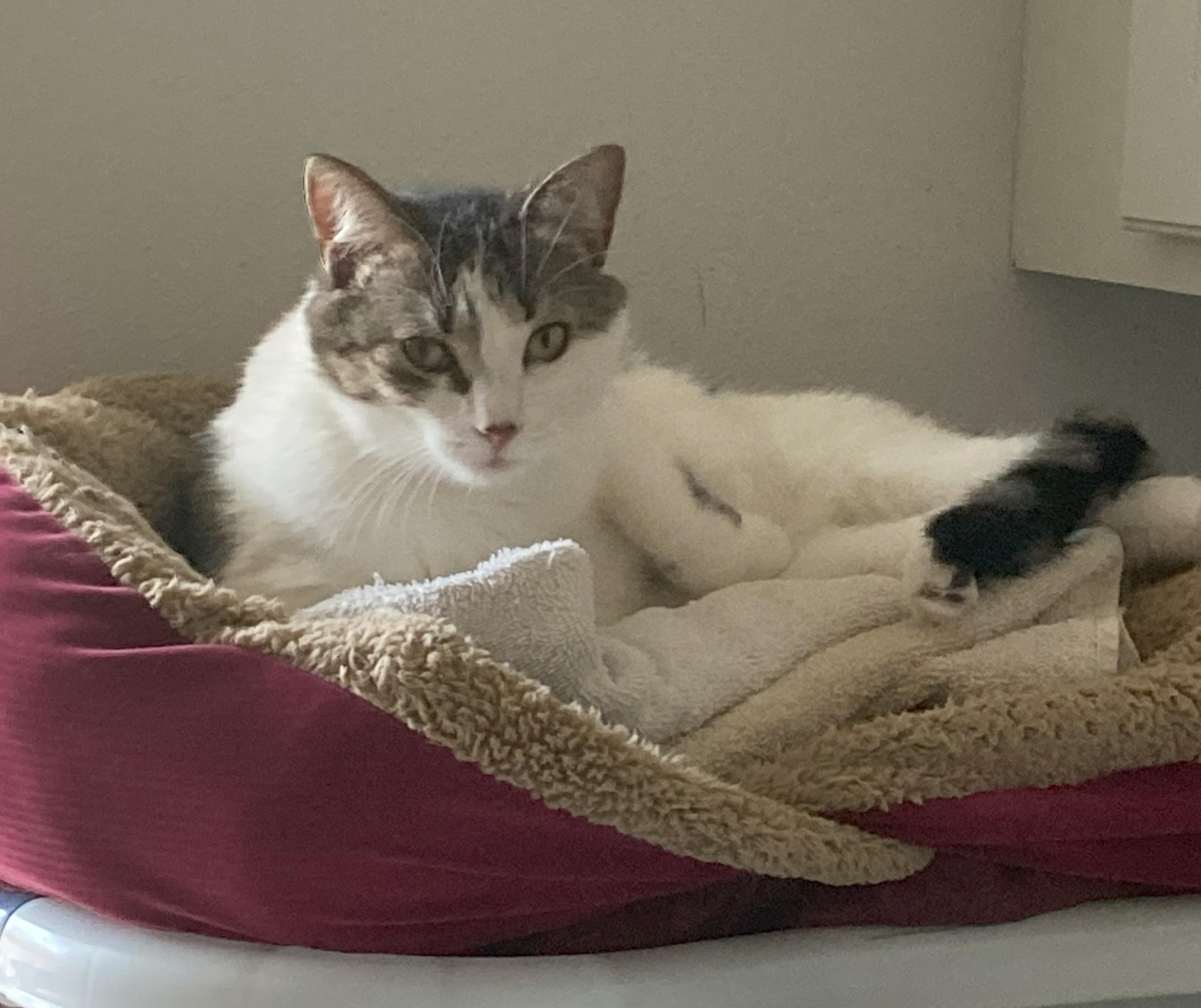 Takita, Adoptable, Adult Female Domestic Long Hair.