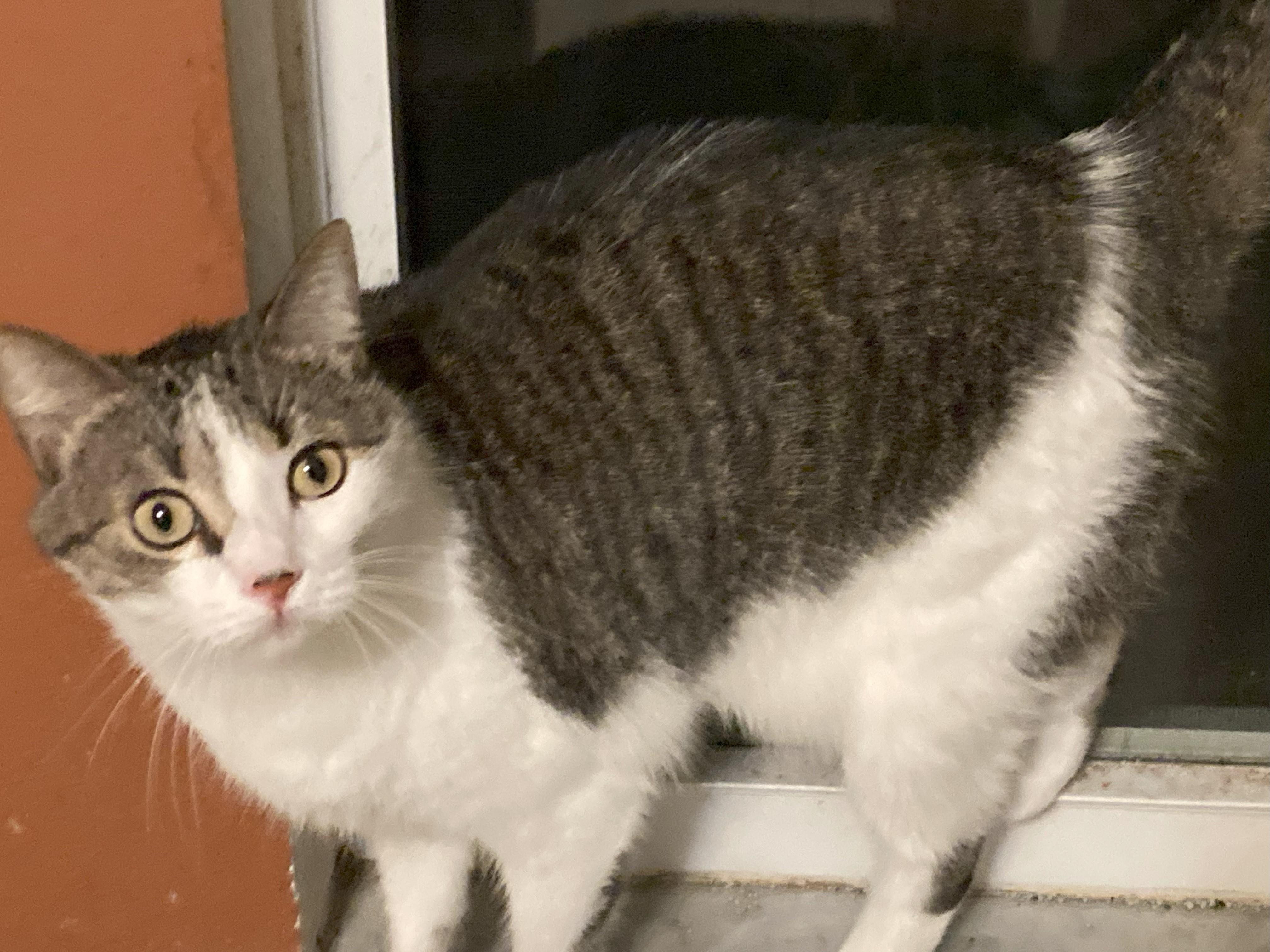 Takita, a Adoptable Domestic Long Hair in Malabar, FL image 2/3