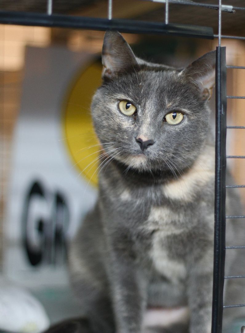 Enlarge AnnaBelle, a Adoptable Domestic Short Hair in Avon, OH image 1/2