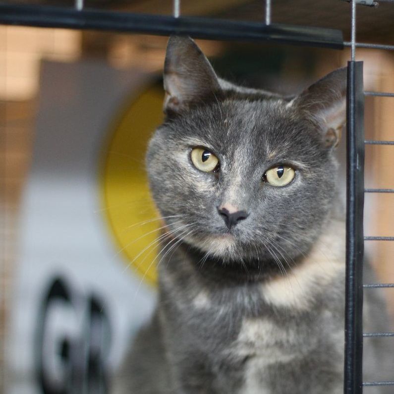 Enlarge AnnaBelle, a Adoptable Domestic Short Hair in Avon, OH image 2/2