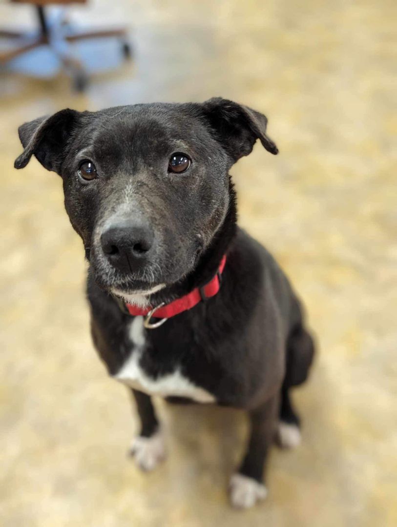 Enlarge Lola, a Adopted mixed breed in Wasilla, AK image 1/3