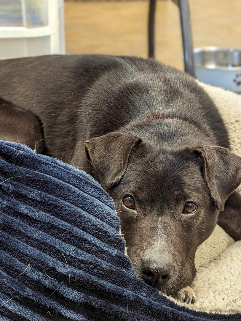 Enlarge Lola, a Adopted mixed breed in Wasilla, AK image 2/3