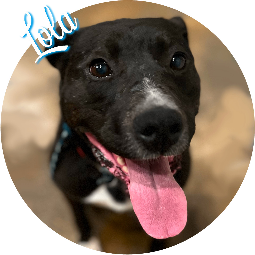 Enlarge Lola, a Adopted mixed breed in Wasilla, AK image 3/3