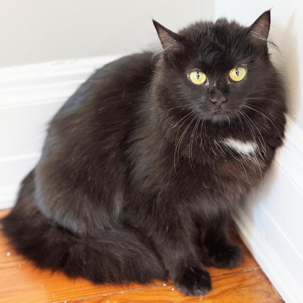 Enlarge Mama Charlotte, a Adoptable Domestic Medium Hair in Mount Juliet, TN image 1/1