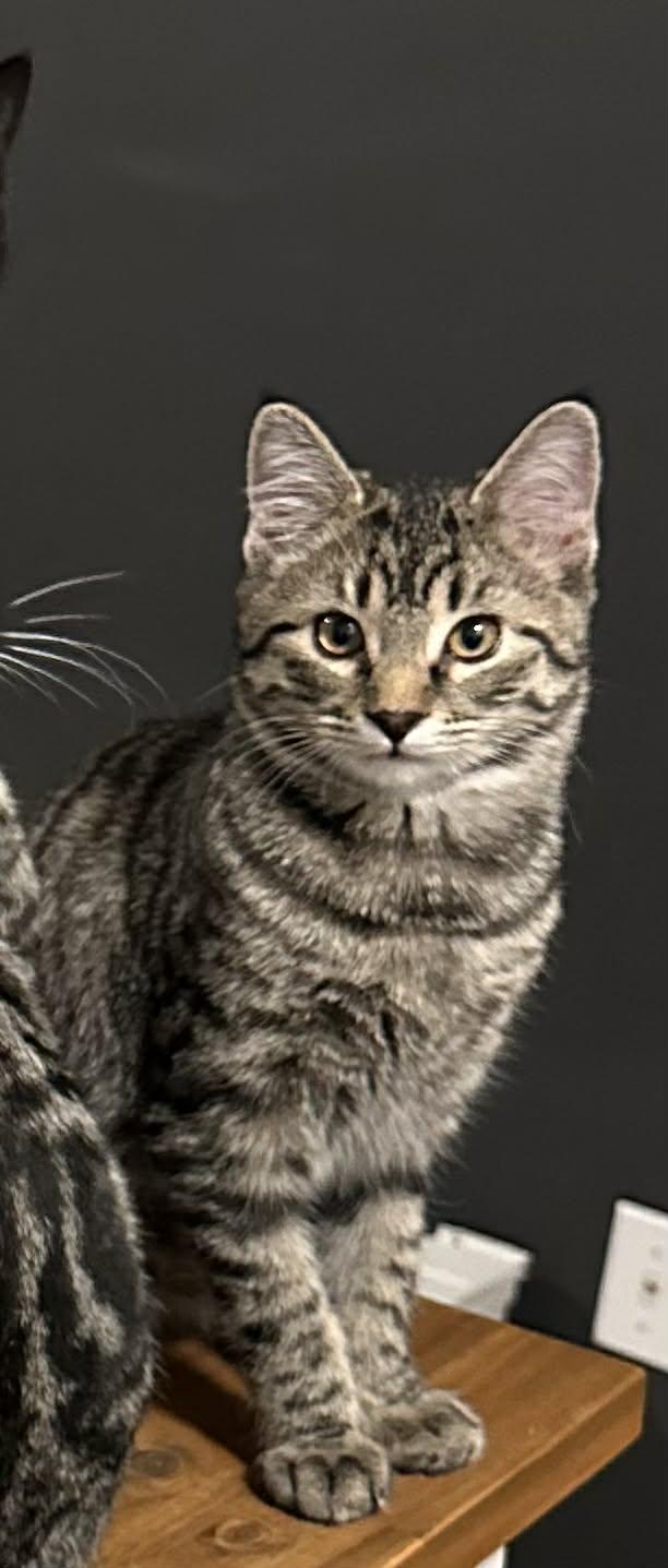 Chip, Adoptable, Young Female Domestic Short Hair.